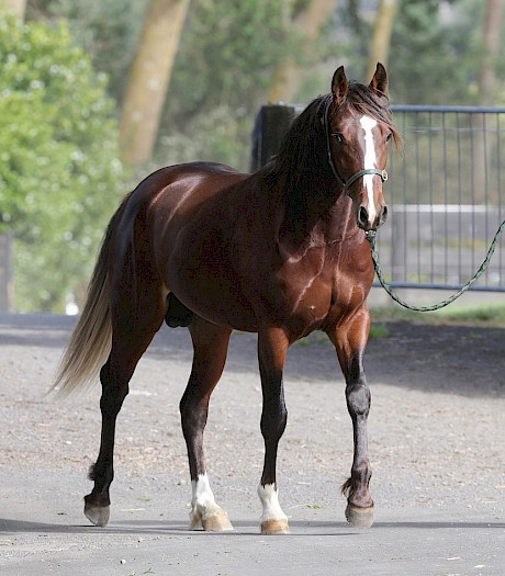 American Dealer’s not big but he’s well put together. PHOTO: Trish Dunell.