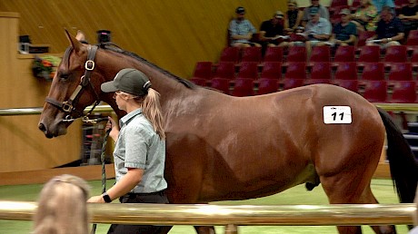 This brother to millionaire (My) Hard Copy cost Lincoln Farms $90,000.