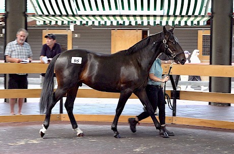 The Bettor’s Delight colt out of Ideal Belle was John Street’s favourite at the sale.