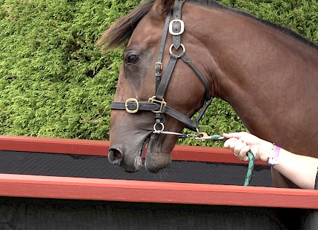 The Downbytheseaside - Everlasting Grace colt cost $140,000.