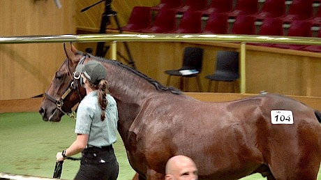 The Bettor’s Delight - Pop Princess colt cost $100,000.