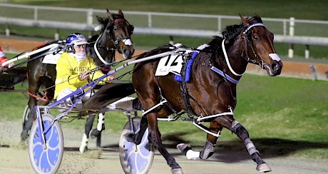 Top filly Bettor Twist won seven Group I races in New Zealand against her own age and sex.