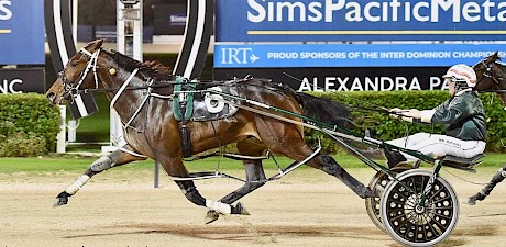 Simply Sam … has residual fitness from his Victorian campaign. PHOTO: Megan Liefting/Race Images.