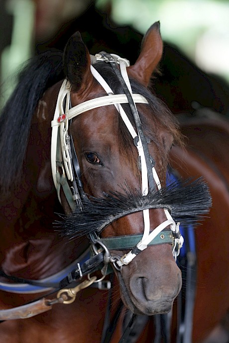 Lincoln Blue … a chunky Bettor’ Delight colt related to Lincoln Farms’ previous good winner Chachingchaching. PHOTO: Trish Dunell.