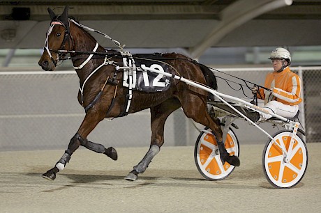 Sacred Mountain … a glaring omission in the four-year-old trotting mares’ category. PHOTO: Trish Dunell.