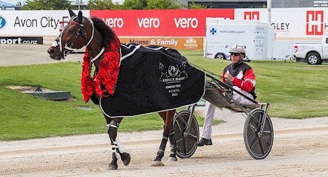 Sundees Son is in line to win both the trotter of the year and overall harness horse of the year but his dam Stardon couldn’t even make the list of finalists for trotting broodmare of the year.