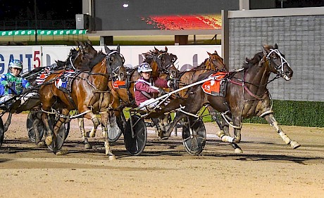 Stylish Memphis was clearly the best older mare last season, winning A$186,550 in Australia and $49,088 in New Zealand. PHOTO: Club Menangle.