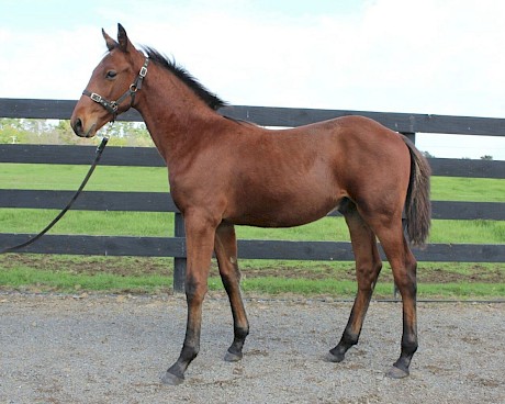 Leo Lincoln looked the goods even as a weanling.