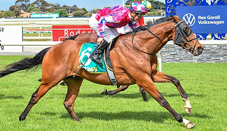 Frankenstar raced, and won, only yesterday at Hamilton. PHOTO: Racing Photos.