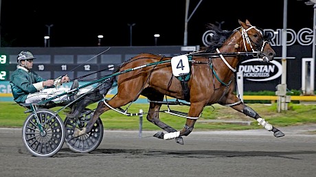 Lincoln La Moose … drawn to lead. PHOTO Ange Bridson/Race Images.