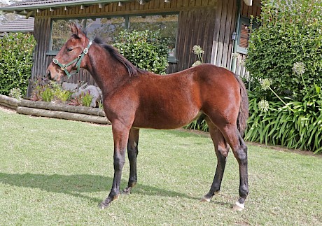 What Frisco Bay looked like as a weanling at Woodlands Stud.