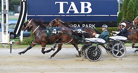 Lincoln Lou … drawn to lead the Sires’ Stakes heat again. PHOTO: Megan Liefting/Race Images.