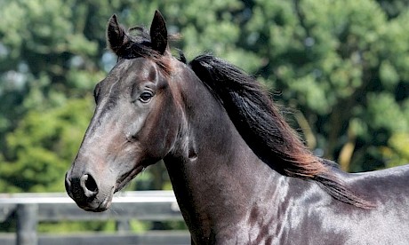 Nearer The Dragon is a neat looking colt but he never grew. PHOTO: Trish Dunell.