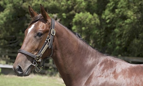 Sweet Lou colt Lincoln Lou has earned a break.