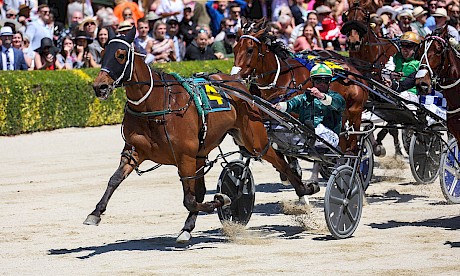 The Big Lebowski (Blair Orange) is too strong in Tuesday’s Junior Free-for-all at Addington. PHOTO: Ajay Berry/Race Images.