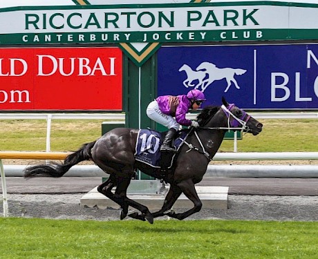 Lincoln’s Kruz’s best efforts at Riccarton have come over 1000 metres in the Pegasus on the first day. PHOTO: Ajay Berry/Race Images.