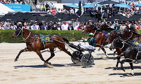 The Big Lebowski showed he had come back well with this dominant win in the Junior Free-for-all at Addington on cup day. PHOTO: Ajay Berry/Race Images.