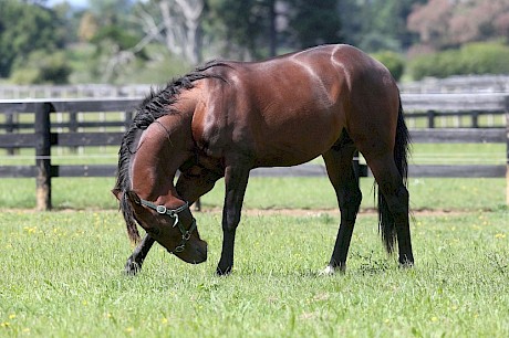 Colonel Lincoln … two tendon scares since he last raced.