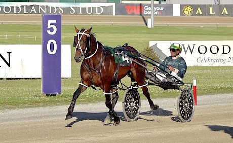 Tyson (Blair Orange) warming up for his last start when he ran a terrific third at Auckland.