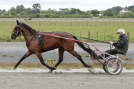 Lincoln Linda … strong filly who looks the one to beat. PHOTO: Trish Dunell.