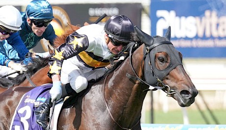 Here To Shock comes across the Tasman in peak form. PHOTO: Racing Photos.