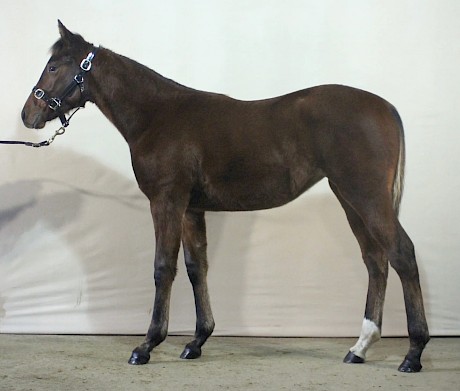 What Angelic Copy looked like as a weanling.