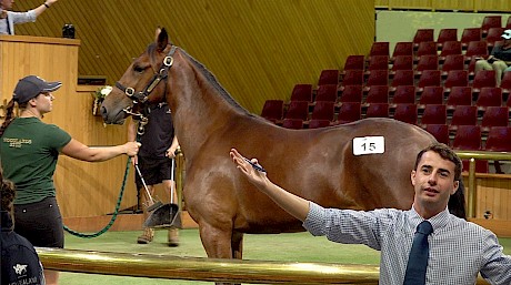 Lot 15, Copy That’s sister stands up well in the ring.