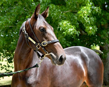 The Bettor’s Delight filly who is a sister to Lincoln Linda cost $60,000.