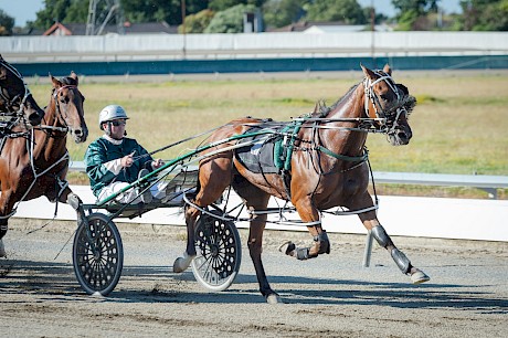 Lincoln La Moose dominating for Peter Ferguson at Manawatu last start. PHOTO: Jack McKenzie/Race Images.