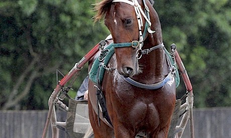 Punters will be keen on Copy N Paste being a full brother to a topliner in Spanish Armada. PHOTO: Trish Dunell.